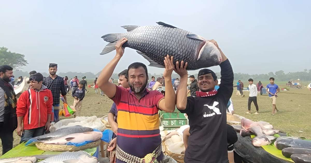 গাজীপুরে জামাই মেলা ,মাছ কেনায় শ্বশুর-জামাইদের প্রতিযোগিতা